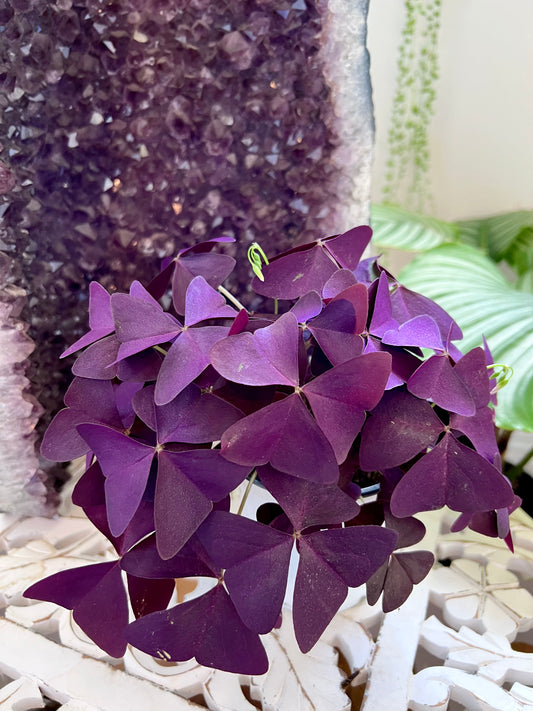 Purple Oxalis “Shamrock”