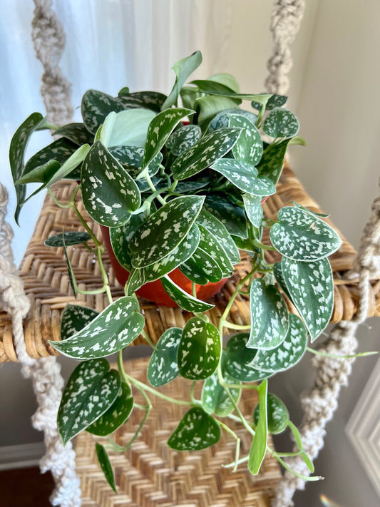 Silver Satin Pothos