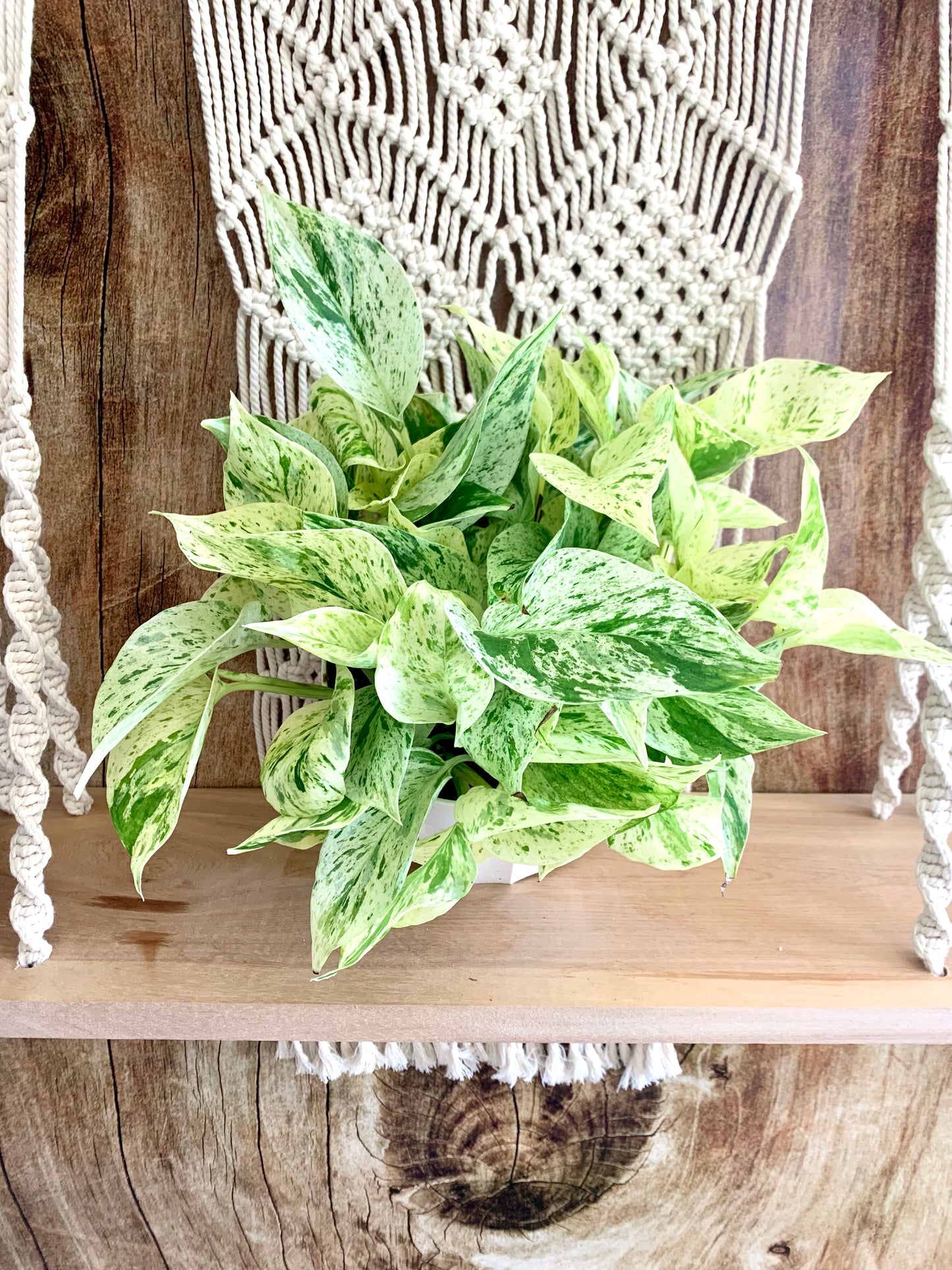 Snow Queen Pothos