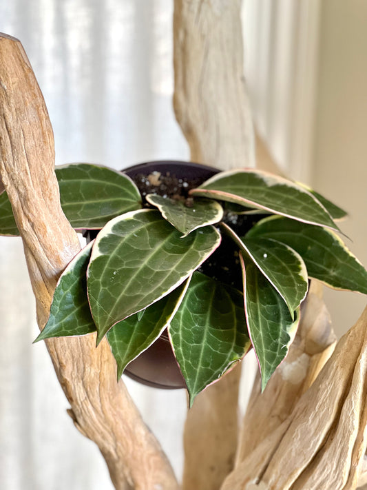 Variegated Hoya Macrophylla