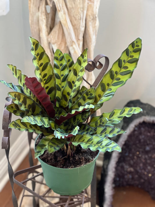 Rattle Snake Calathea