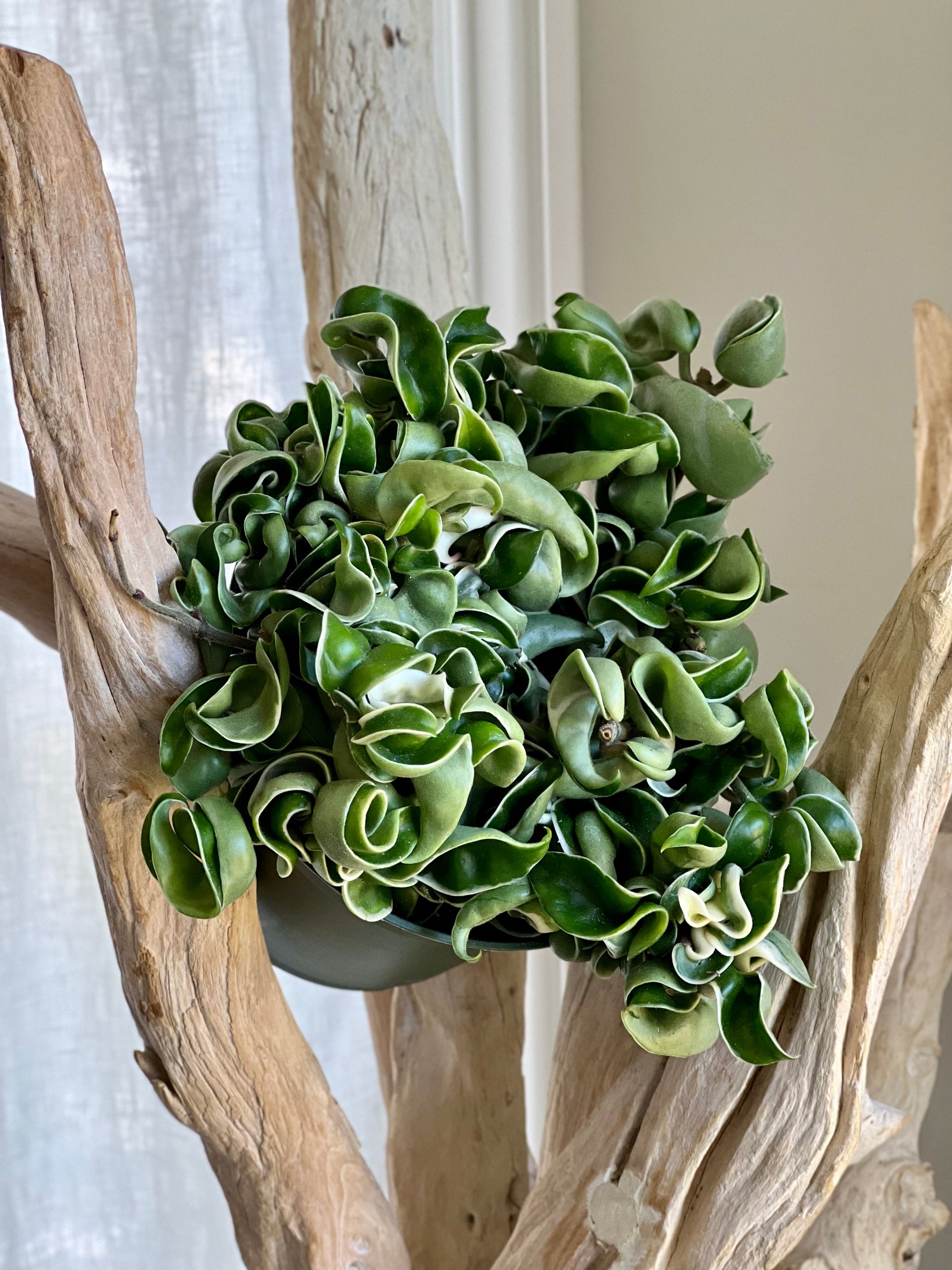 Variegated Hindu Ropes Compacta We Are Plant Lovers