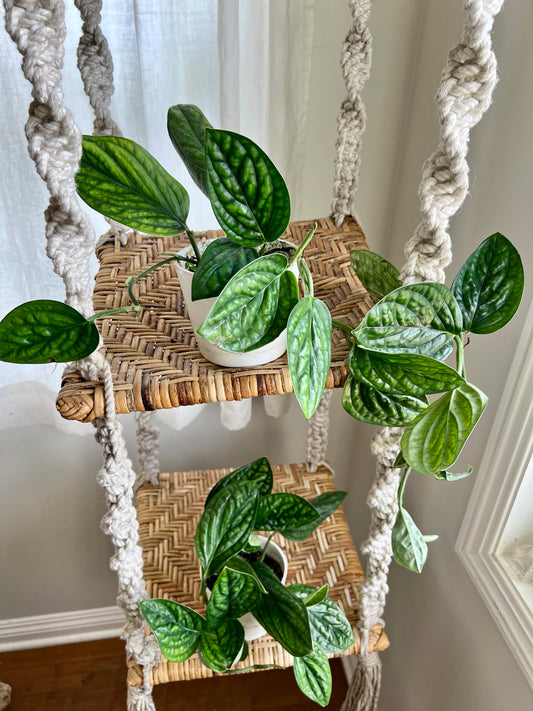 Monstera Peru