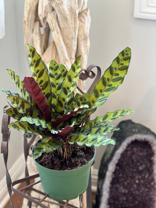 Rattle Snake Calathea