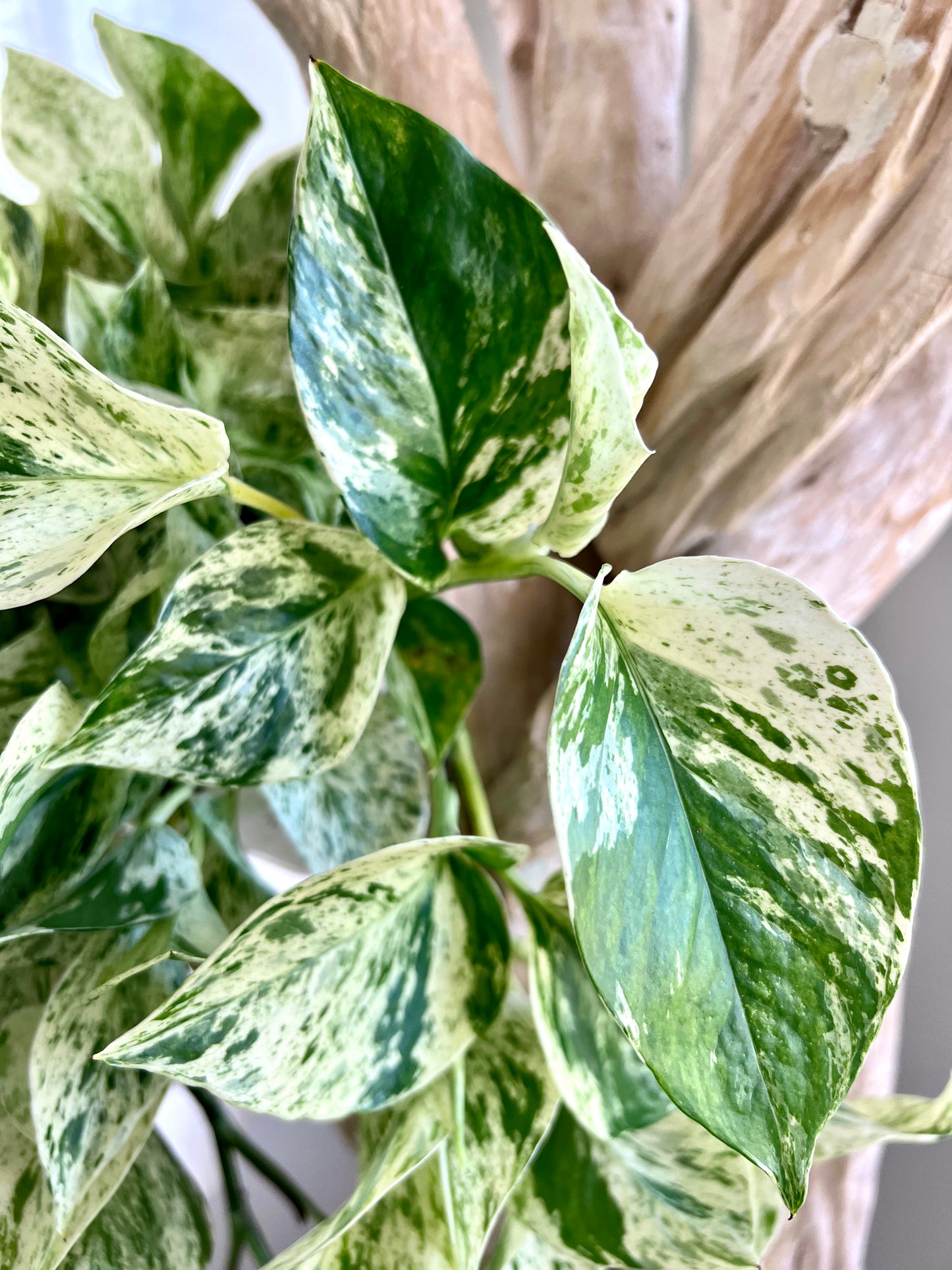 Snow Queen Pothos