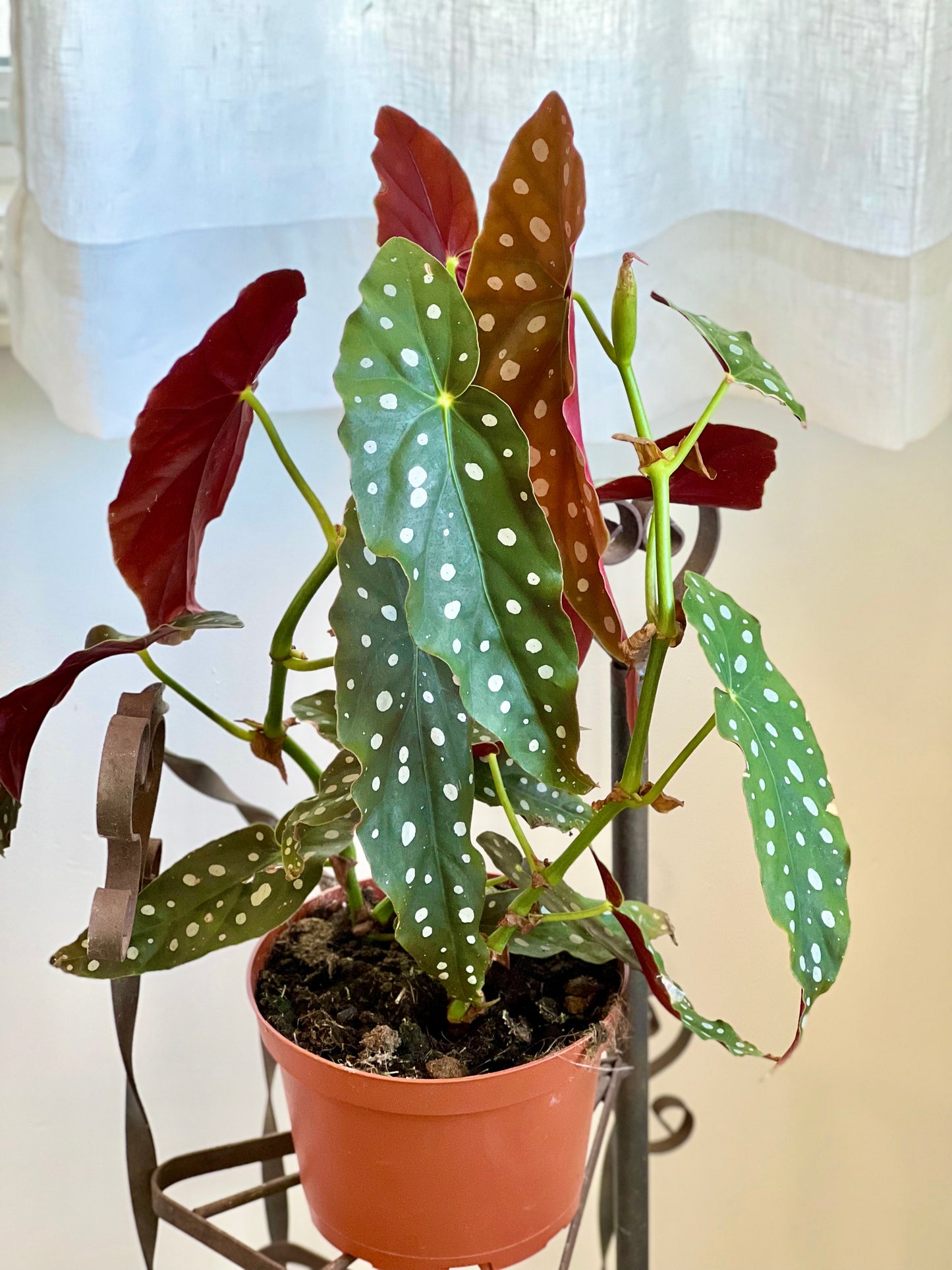 Begonia Maculata