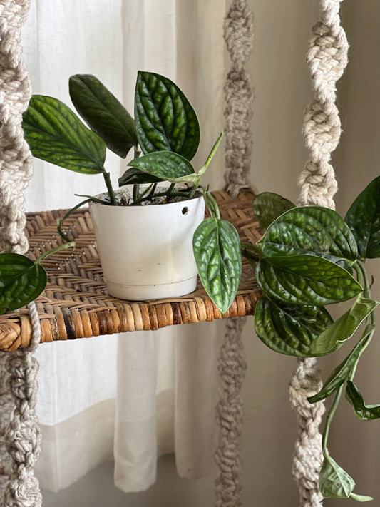 Monstera Peru