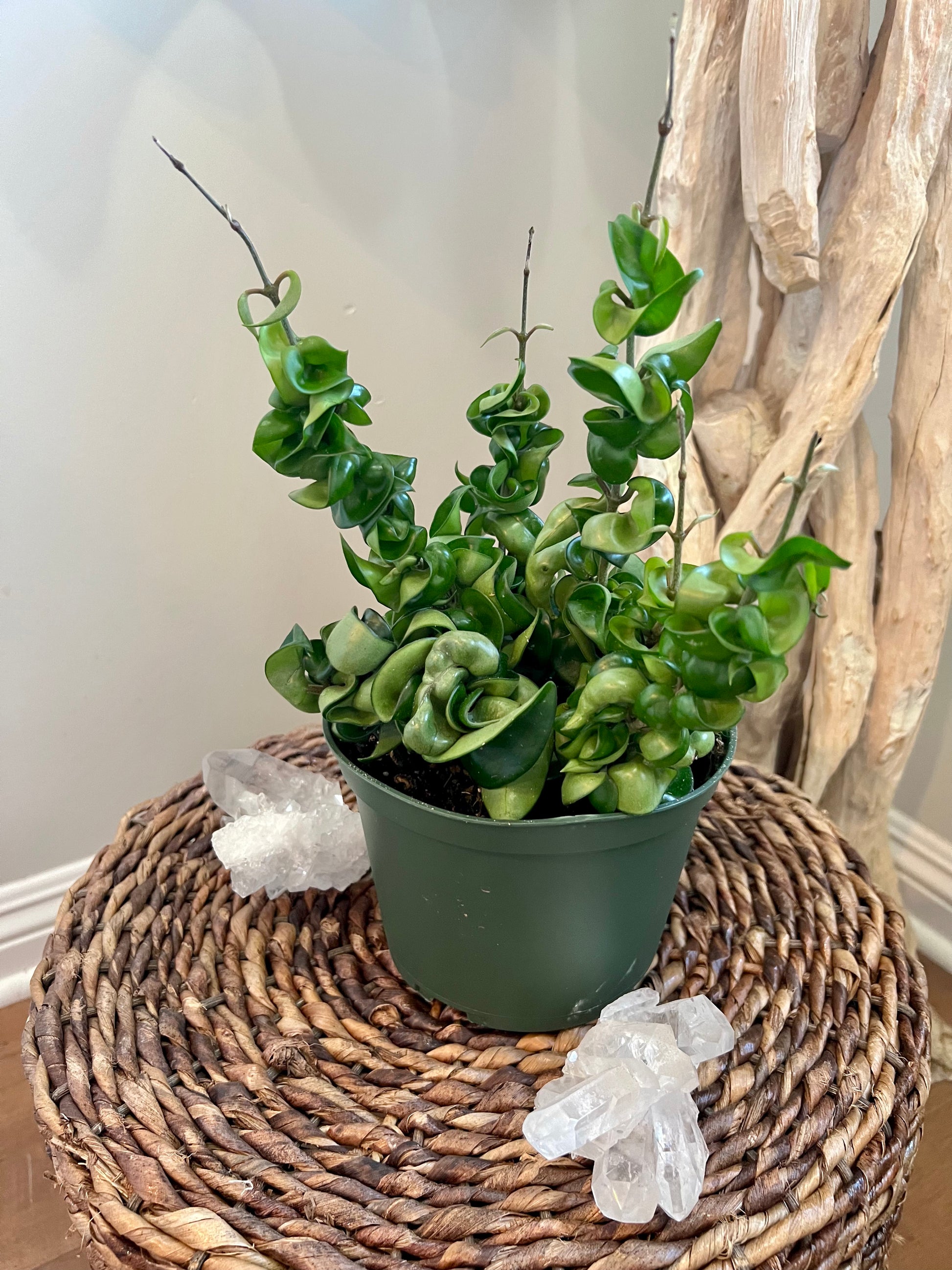 indian rope succulent Hindu Rope Compacta – We Are Plant Lovers