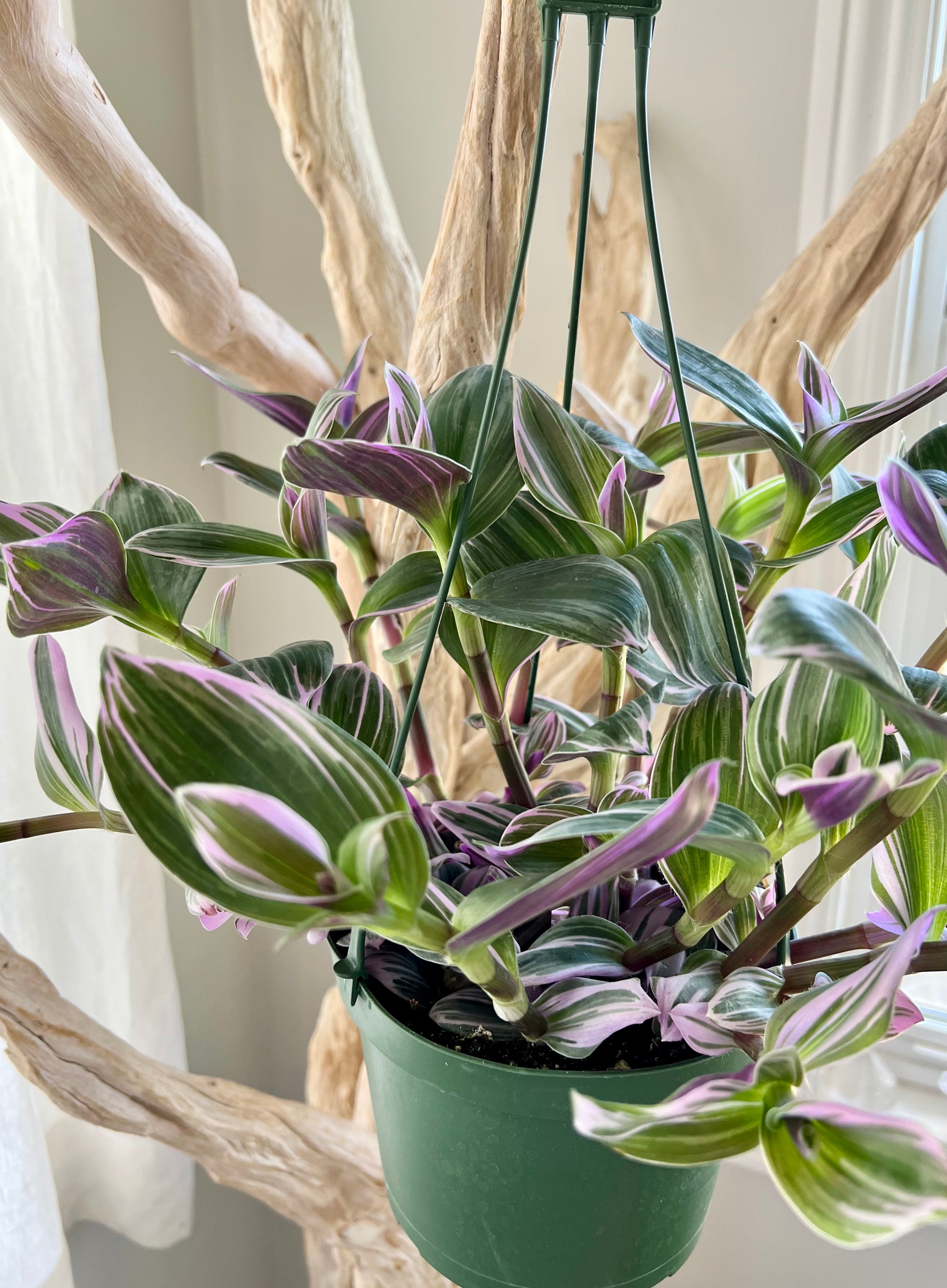 Tradescantia Nanouk – We Are Plant Lovers