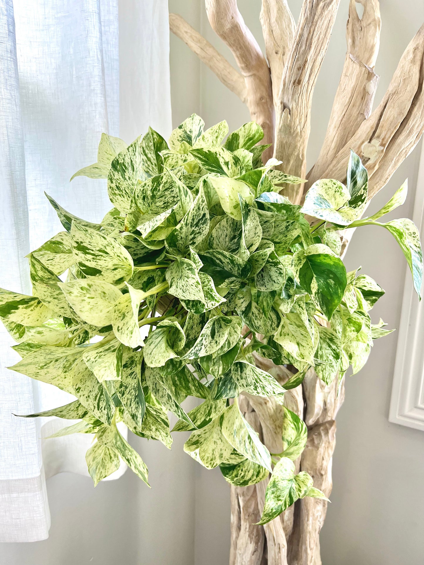 Snow Queen Pothos