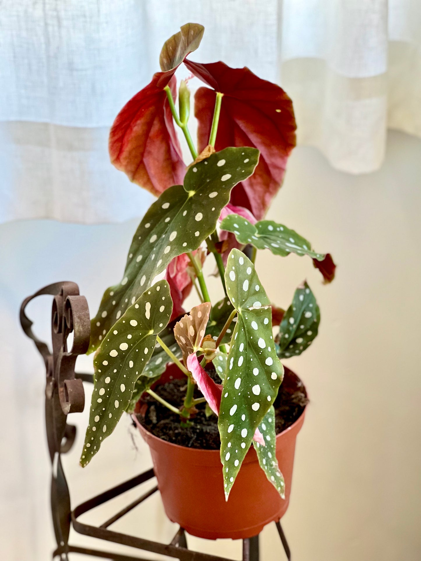 Begonia Maculata