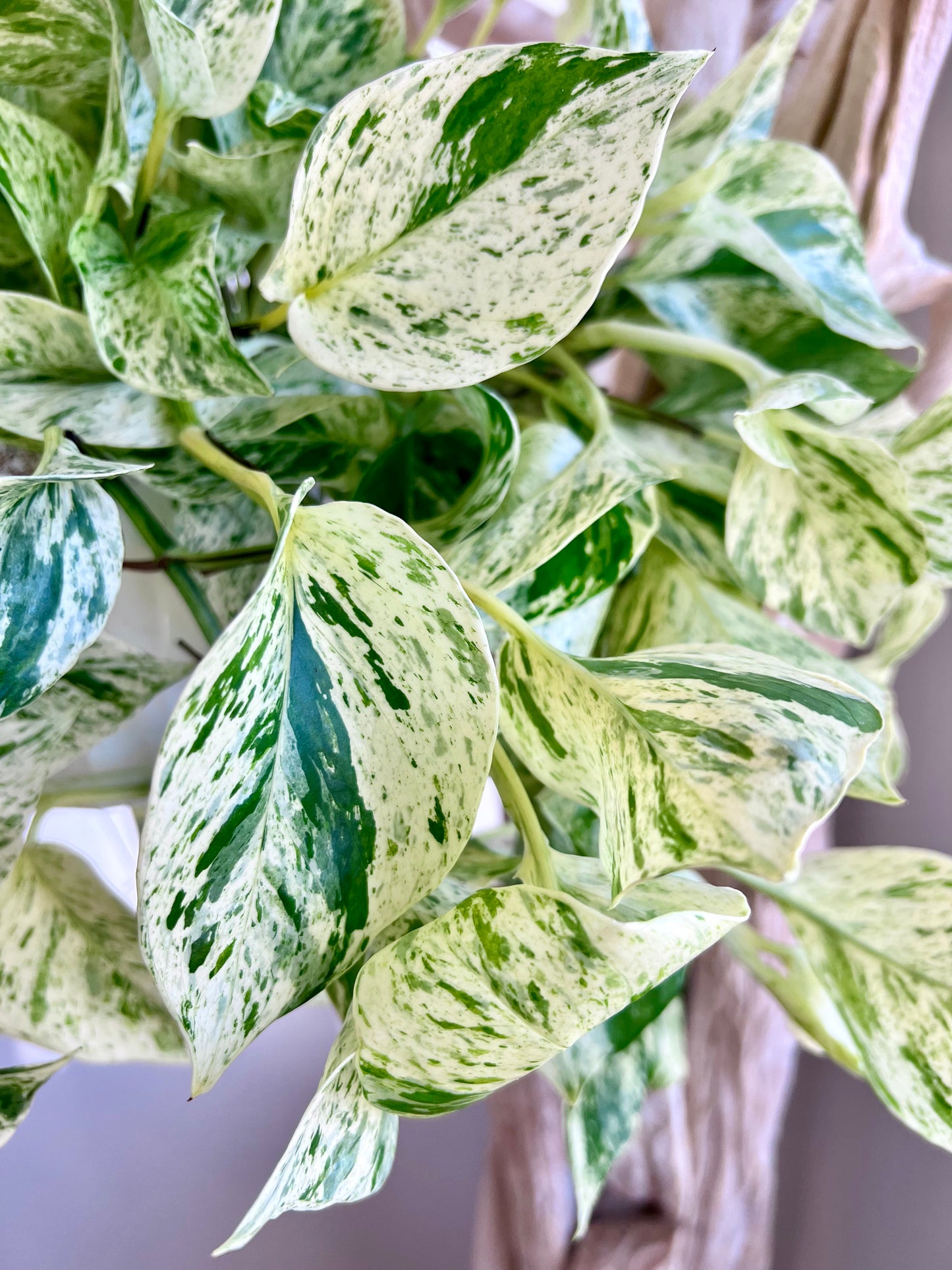 Snow Queen Pothos