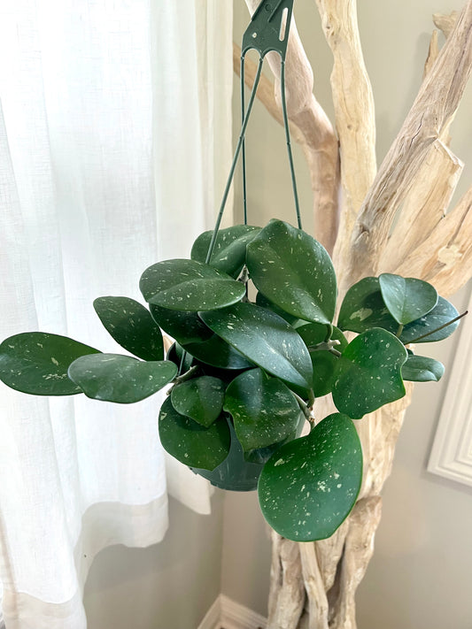 Hoya Obovata