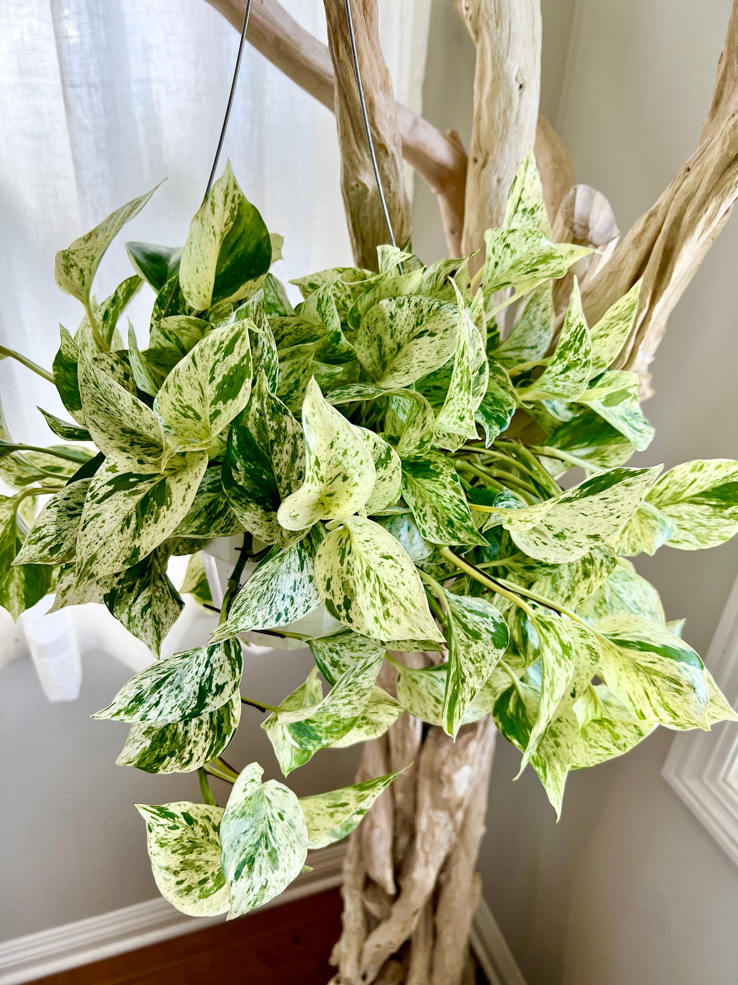 Snow Queen Pothos