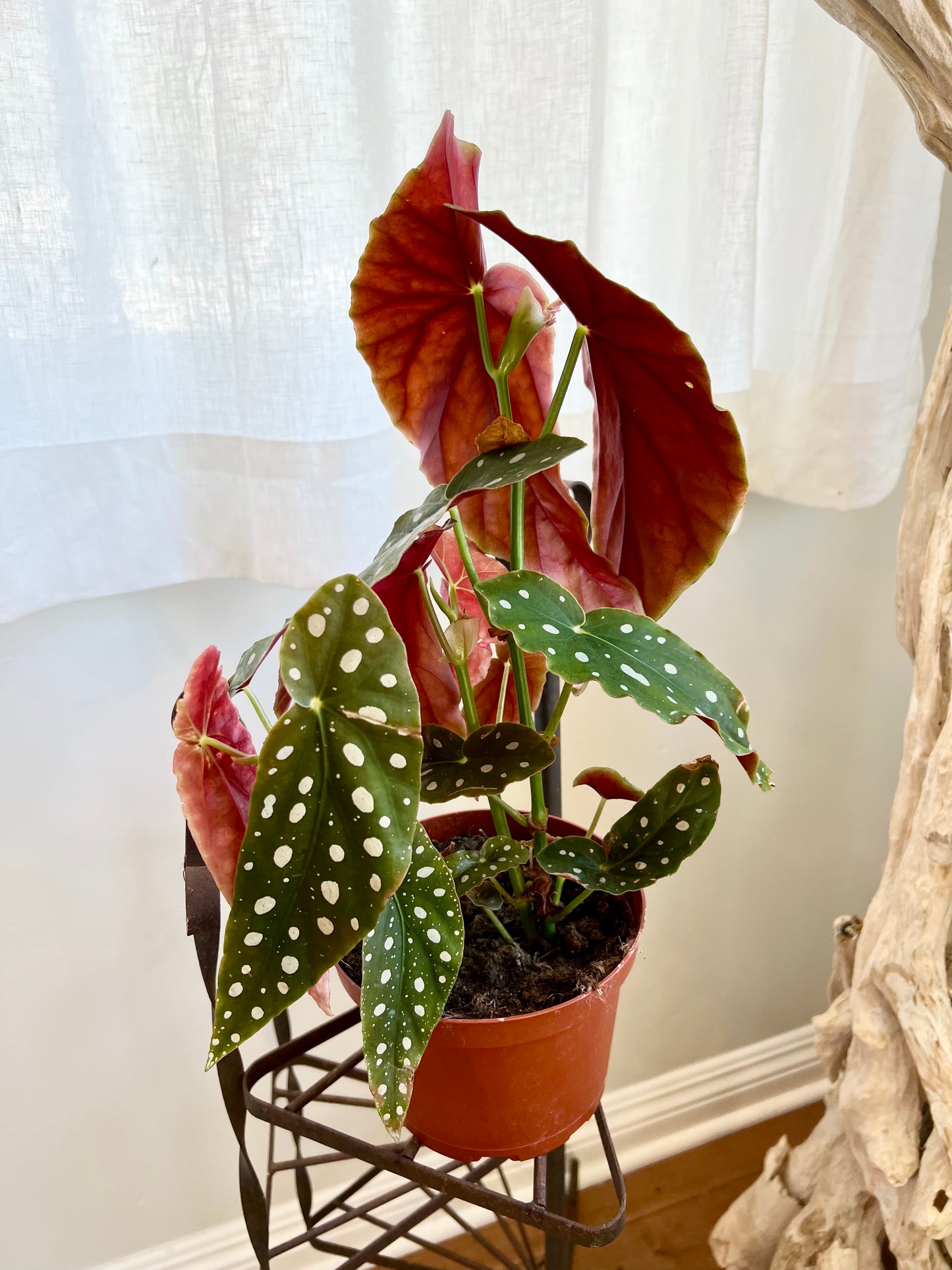 Begonia Maculata