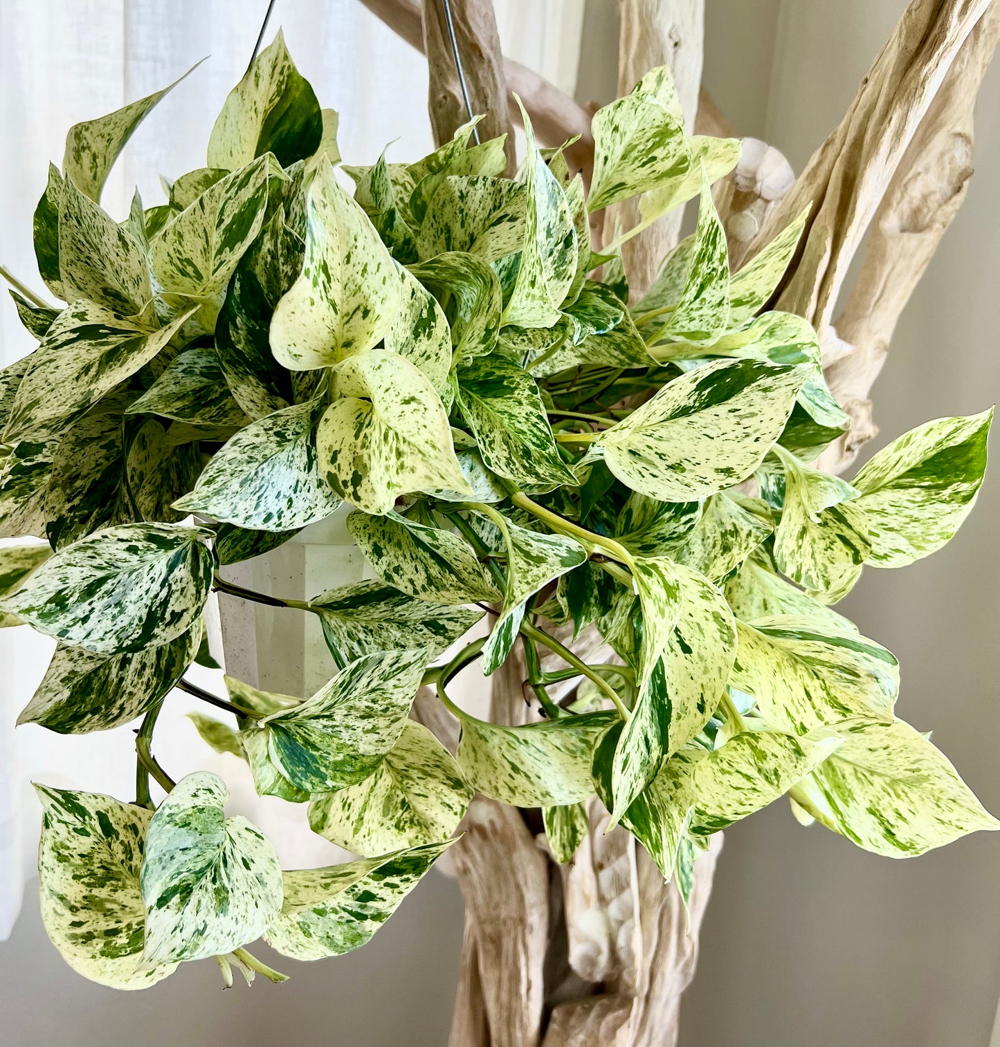 Snow Queen Pothos