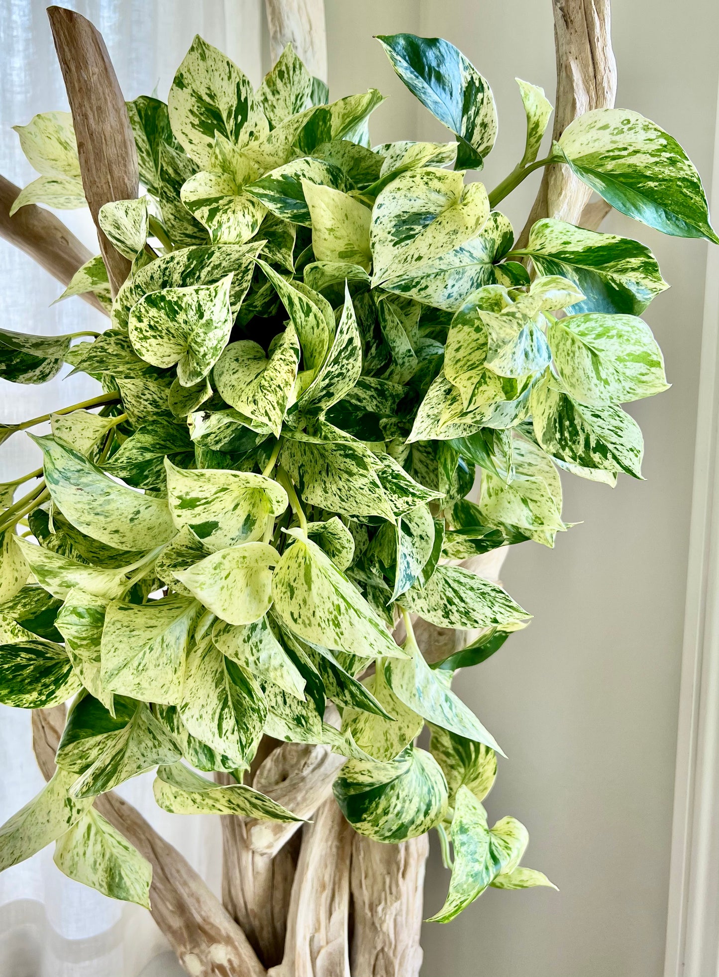 Snow Queen Pothos