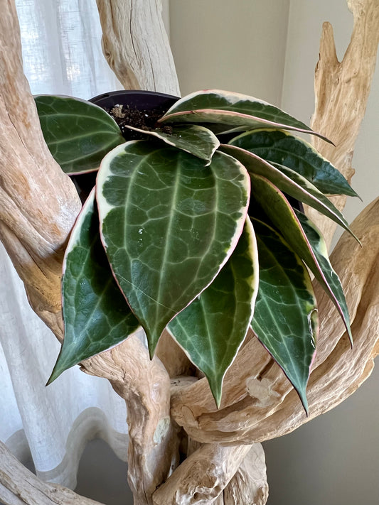 Variegated Hoya Macrophylla