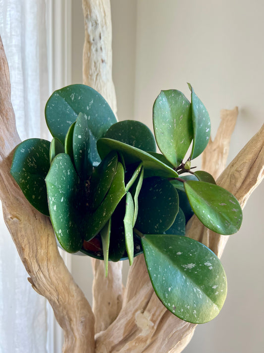 Hoya Obovata