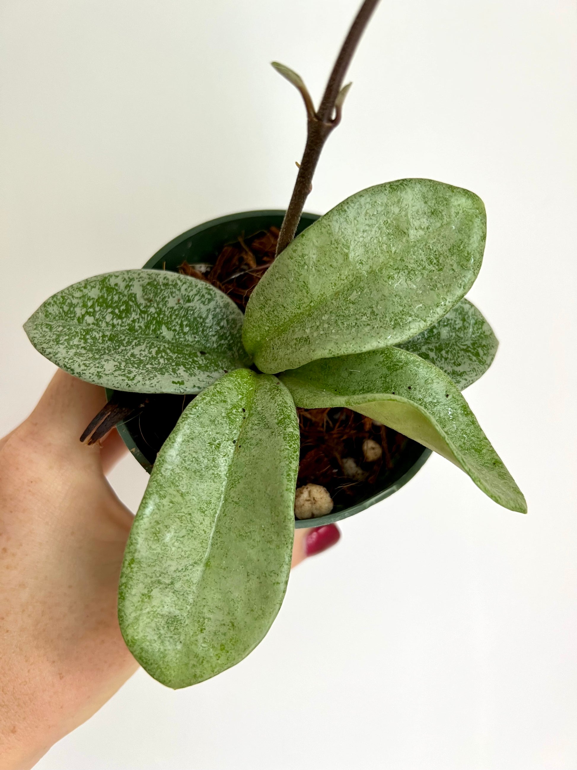 予約販売品】 ホヤ カルノーサ ノバゴースト 植物/観葉植物 - www