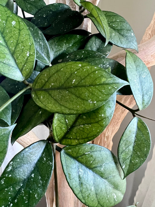 Hoya Fungii