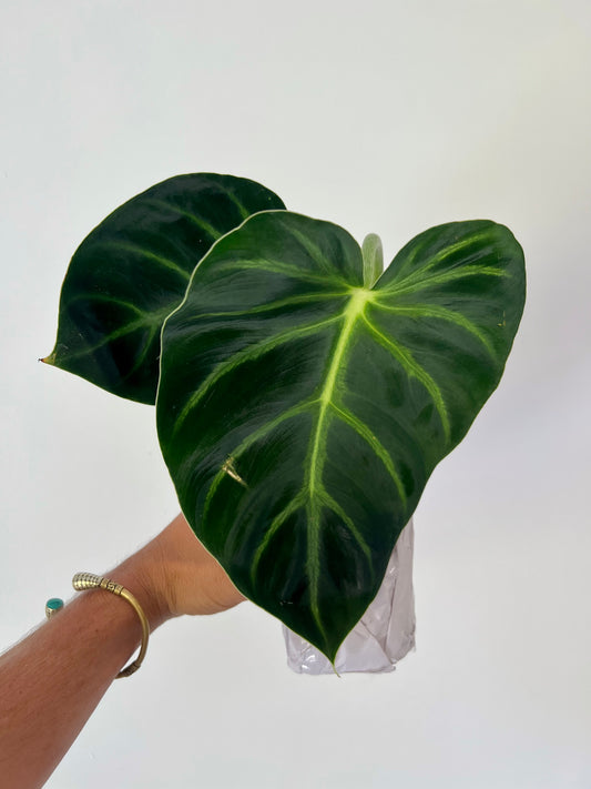 Philodendron luxurians super dark