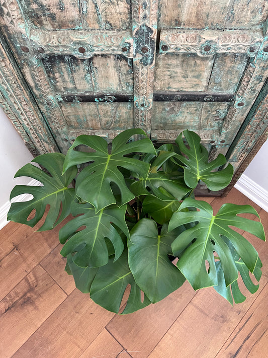 Monstera