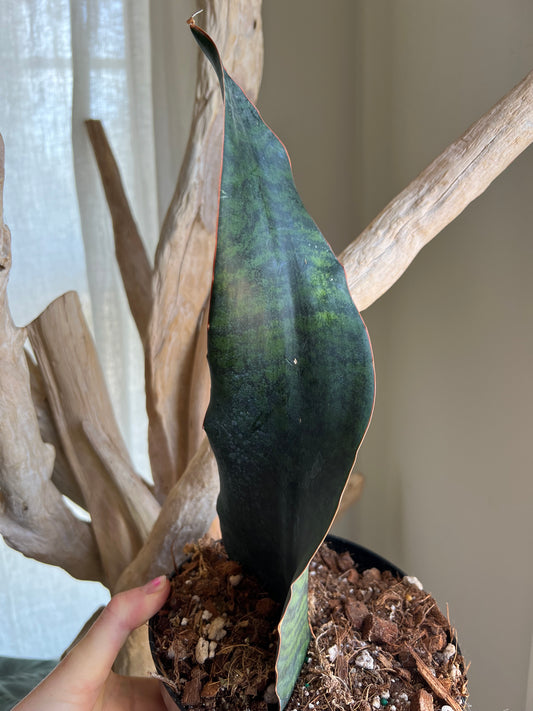 Sanseveria Whale Fin