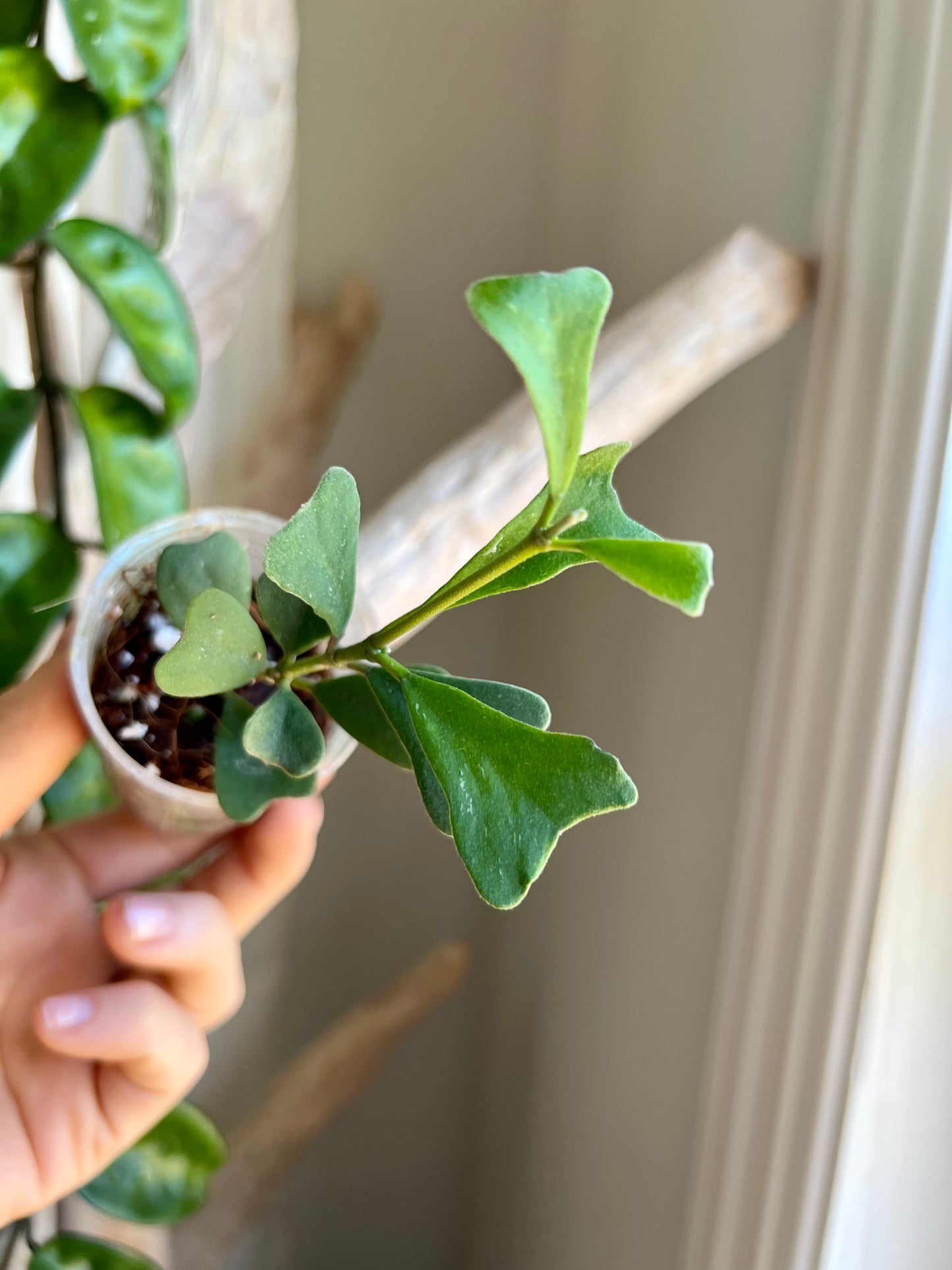 Hoya Manipurensis