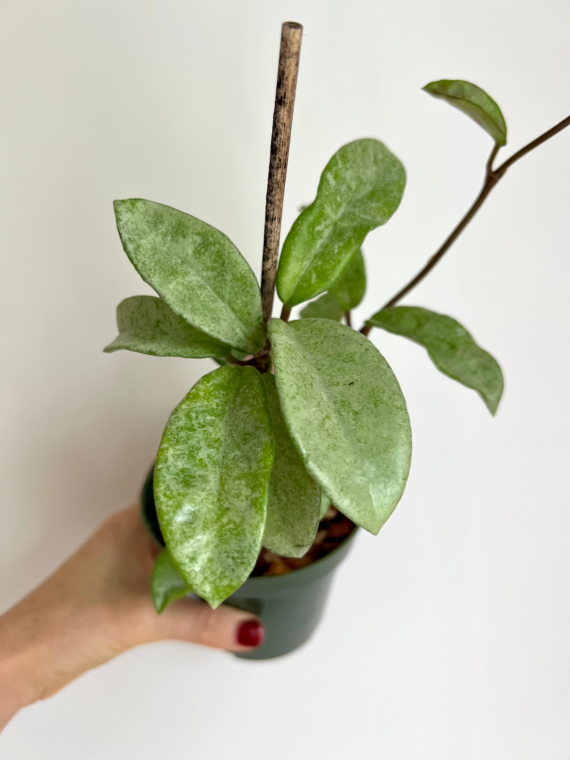 予約販売品】 ホヤ カルノーサ ノバゴースト 植物/観葉植物 - www
