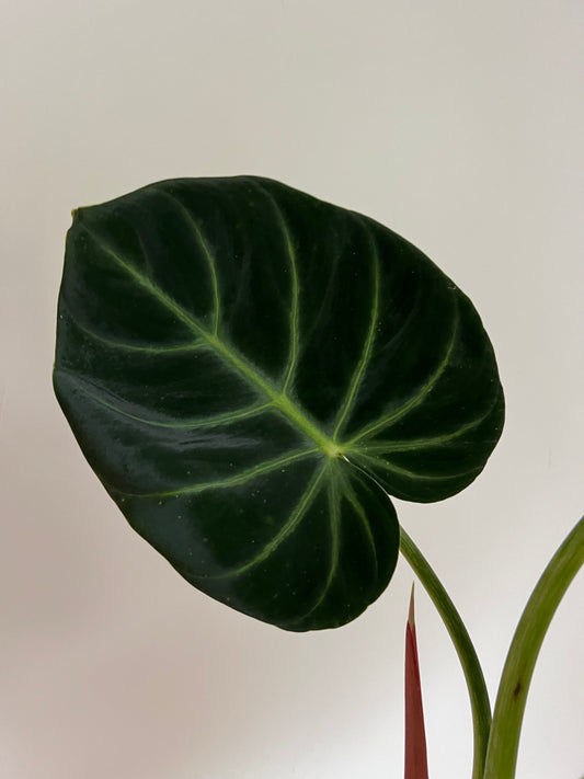 Philodendron luxurians super dark