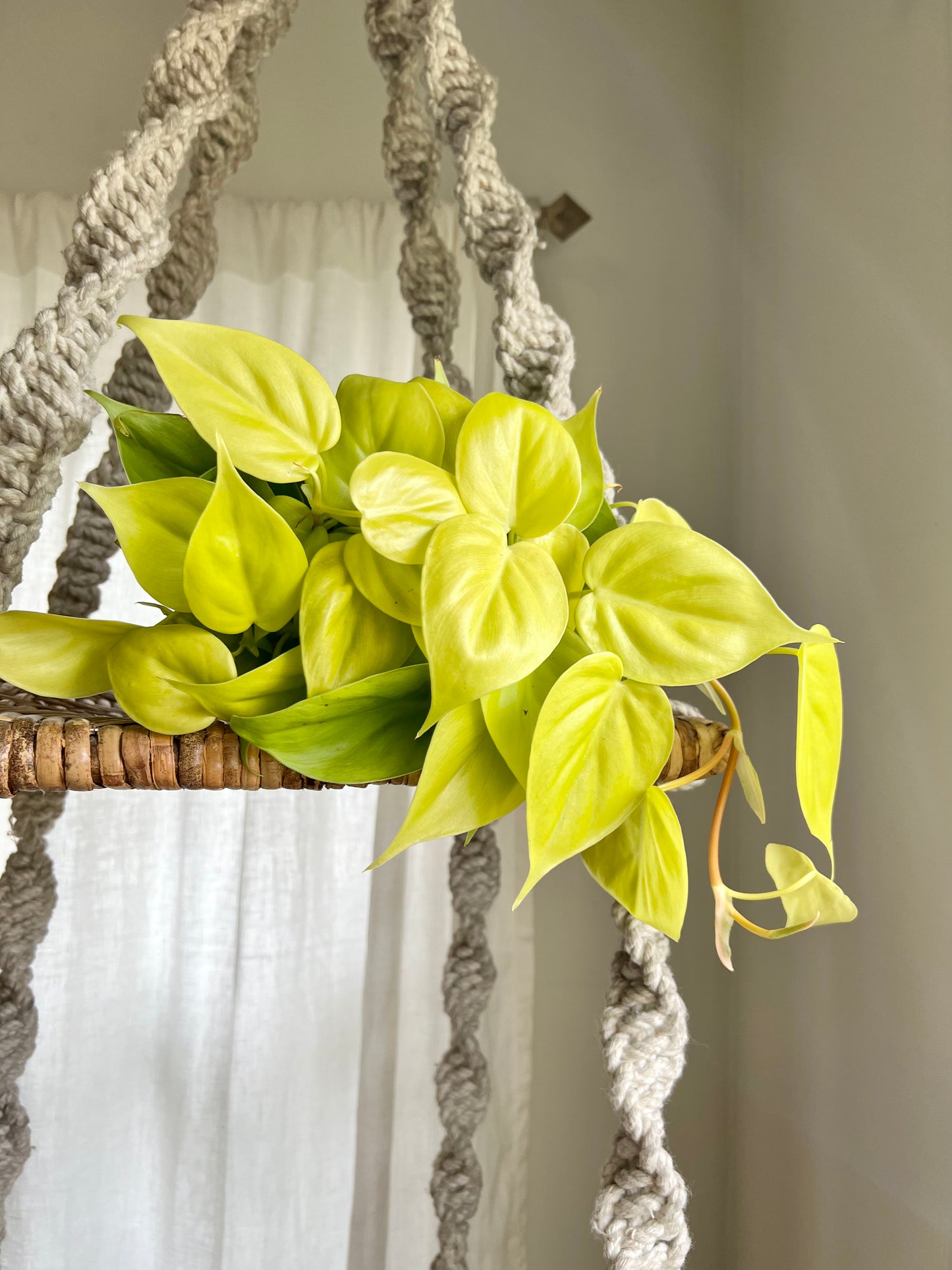 Neon Philodendron
