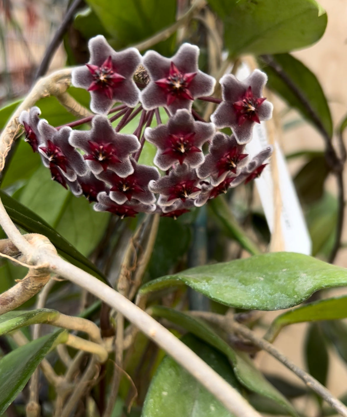 Royal Hawaiian Purple Pubicalyx