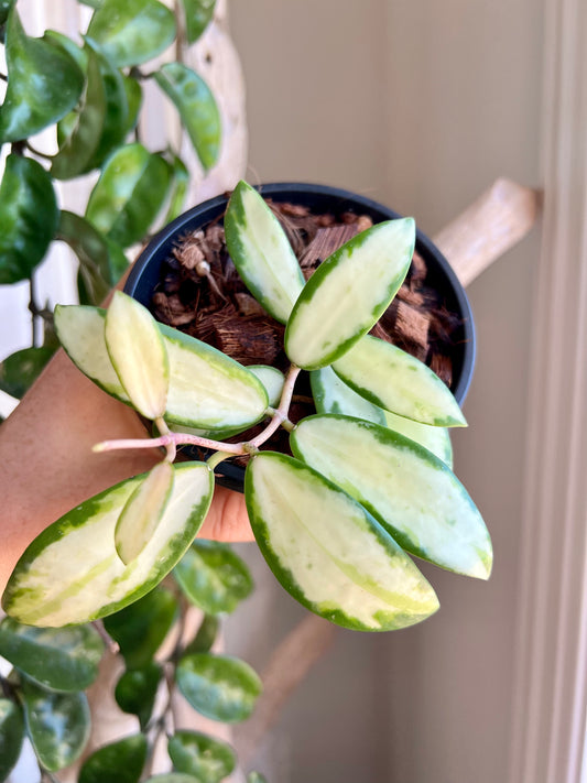 Hoya Acuta Inner Varigated