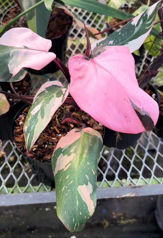 Philodendron Pink Princess Marble