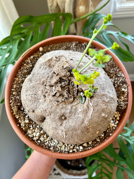 Stephania Erecta