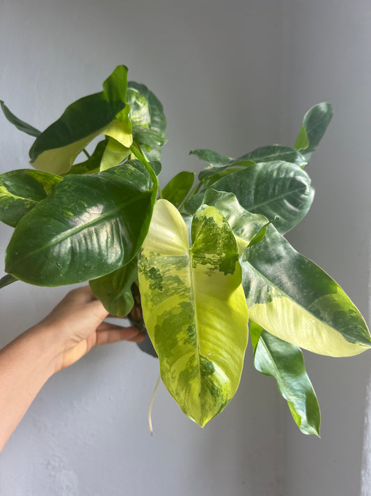 Variegated Philodendron Burle Marx