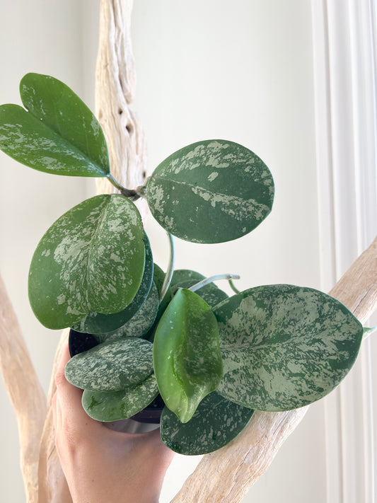 Hoya Obovata Splash