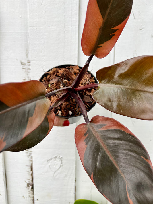 Philodendron Black Cardinal Variegated