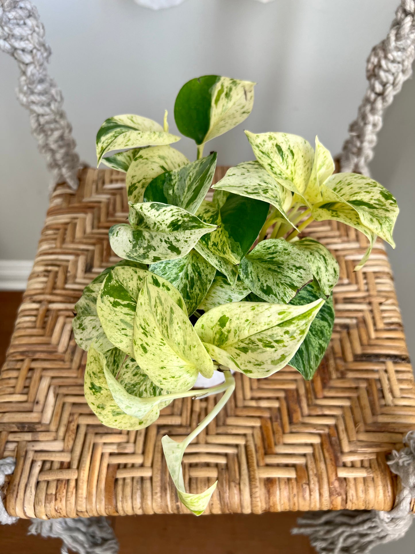 Snow Queen Pothos