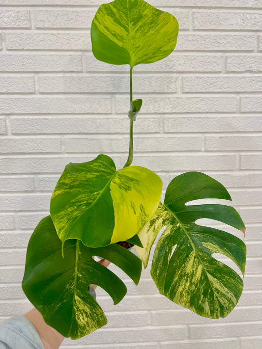 Monstera Aurea