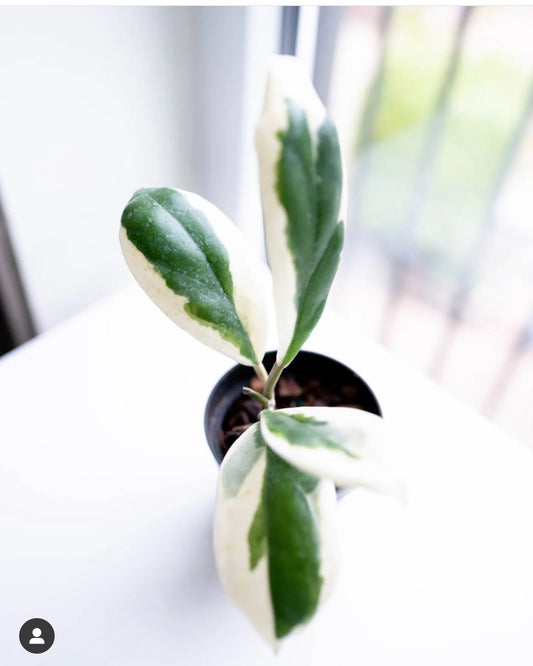 Hoya Incrassata Eclipse