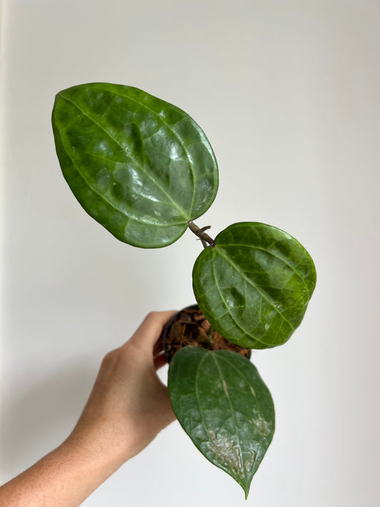 Hoya Latifolia Sarawak