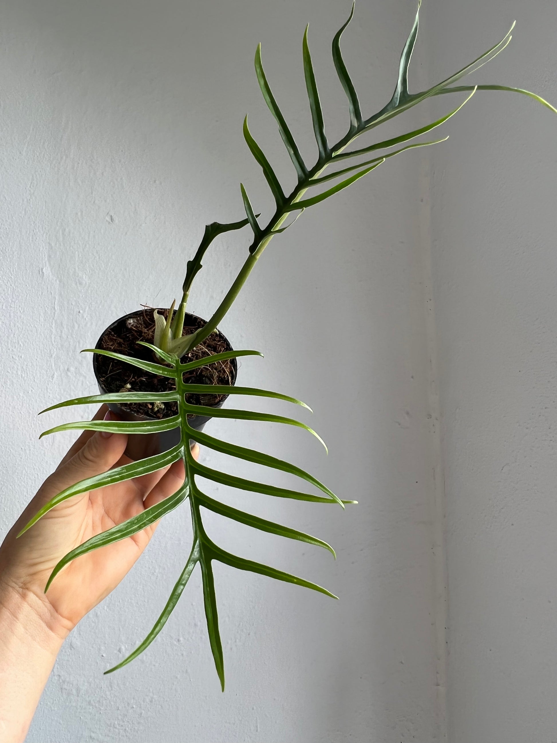 Philodendron Tortum – We Are Plant Lovers