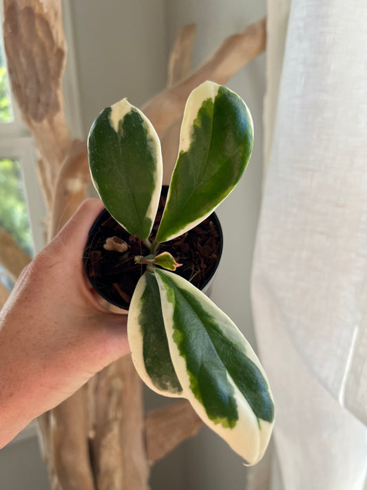 Hoya Incrassata Eclipse