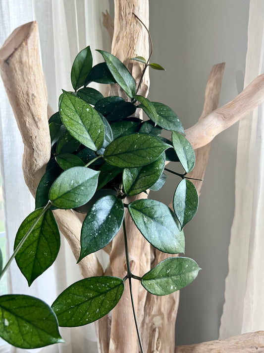 Hoya Fungii