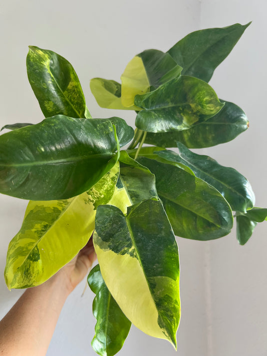 Variegated Philodendron Burle Marx