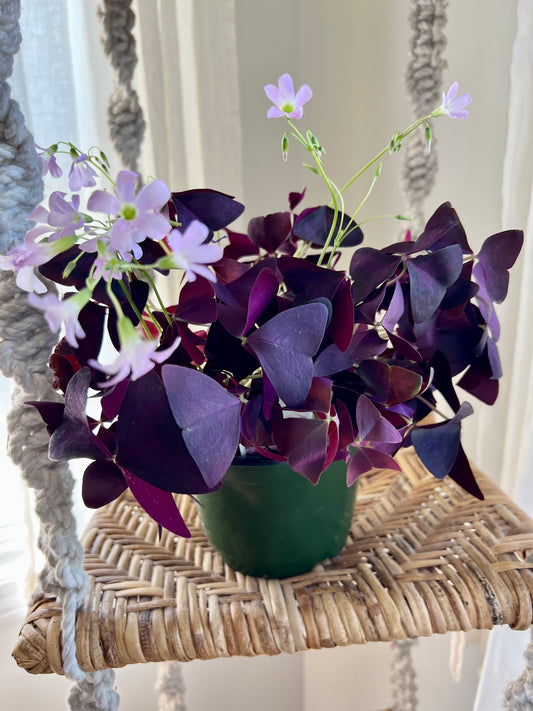 Purple Oxalis “Shamrock”