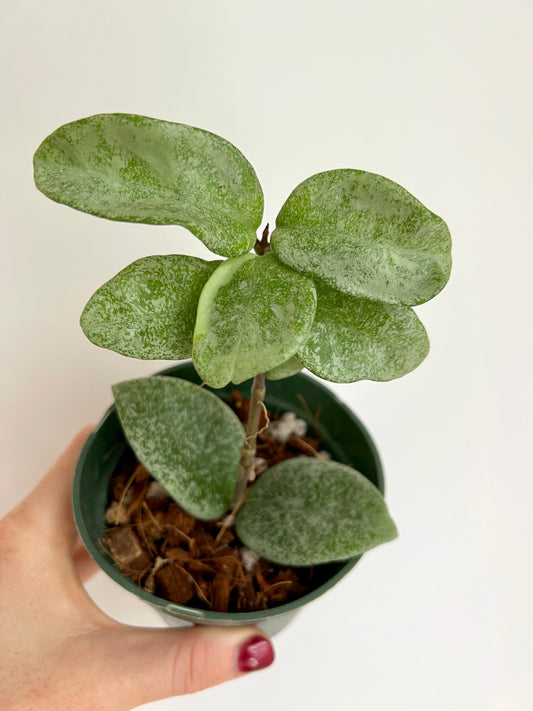 Hoya Carnosa ‘Nova Ghost’