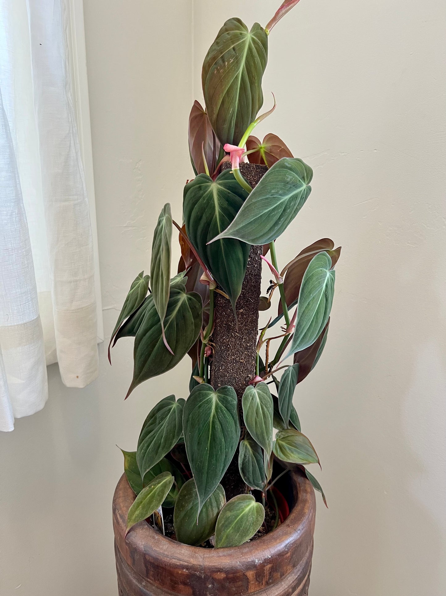 Philodendron Mican